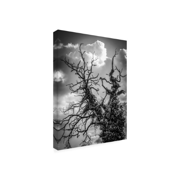 Anita Vincze 'Tree Covered By Ivy' Canvas Art,18x24